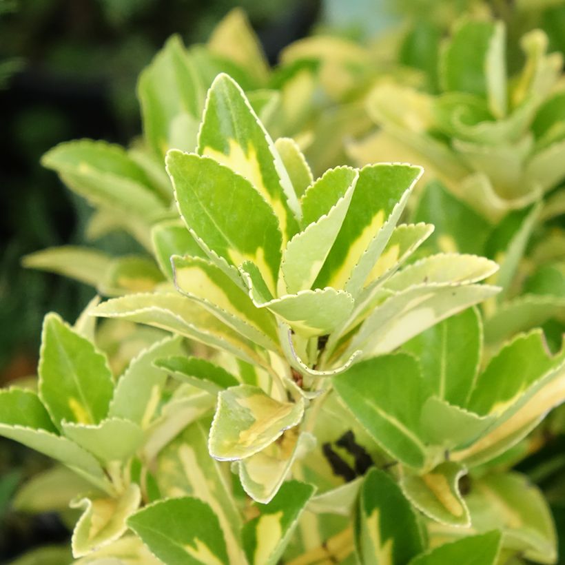 Laakerisorvarinpensas Duc d'Anjou (Lehvistö)