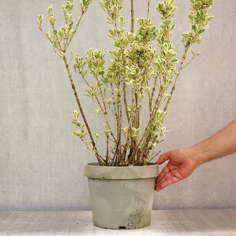 Esimerkki kesällä toimitetusta Laakerisorvarinpensas Silver King Ruukku 7,5L / 10L-taimesta