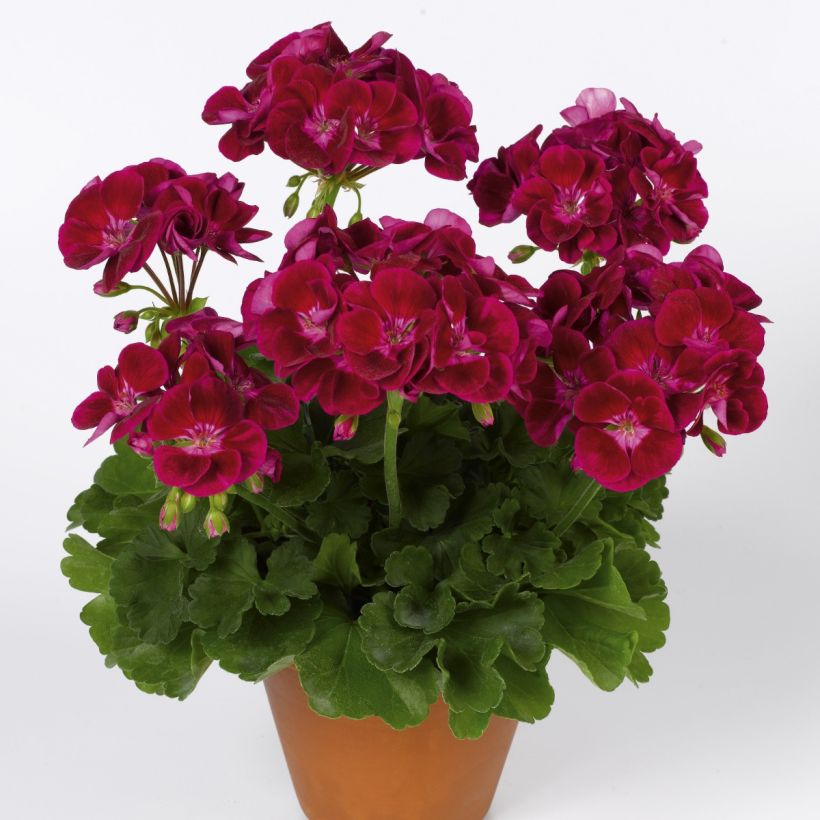 Vyöhykepelargoni Flower Fairy Velvet (Kasvutapa)