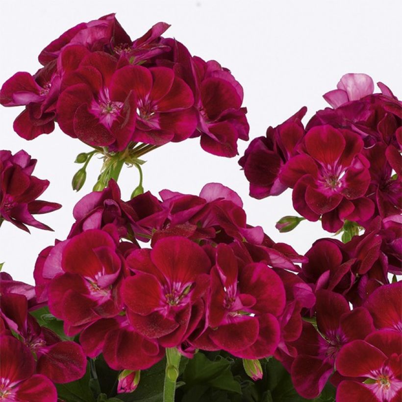 Vyöhykepelargoni Flower Fairy Velvet (Kukinta)