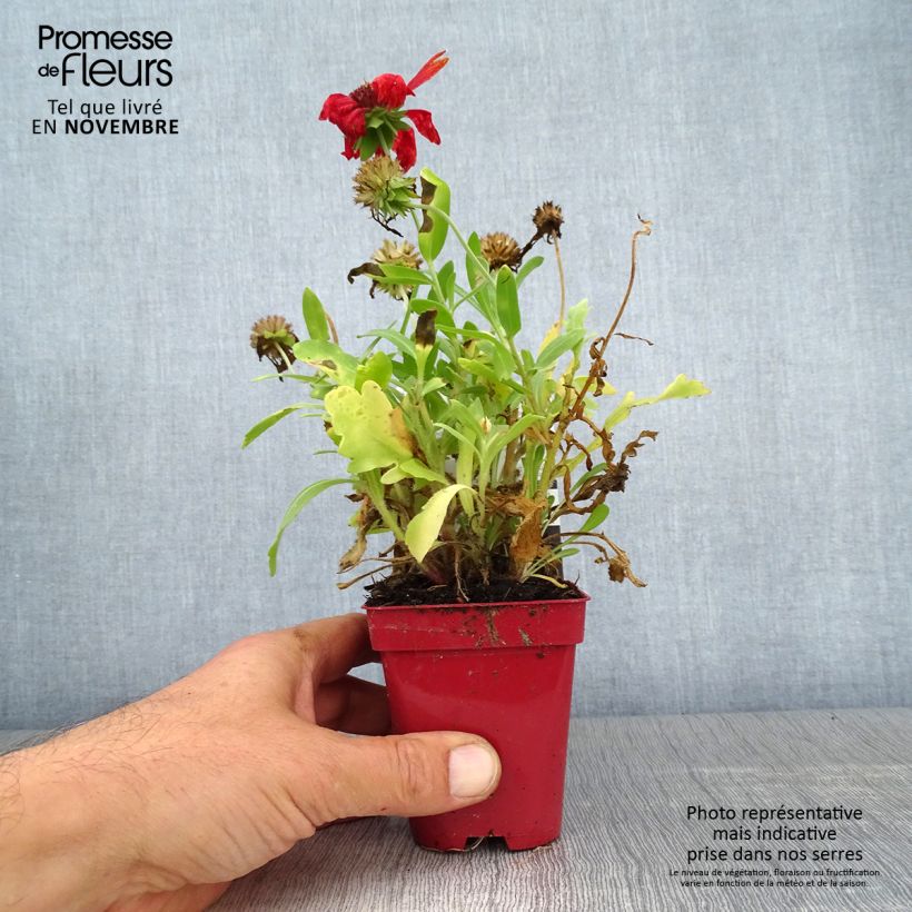 Esimerkki syksyllä toimitetusta Loistosädekukka Arizona Red Shades 8/9 cm taimiruukku-taimesta