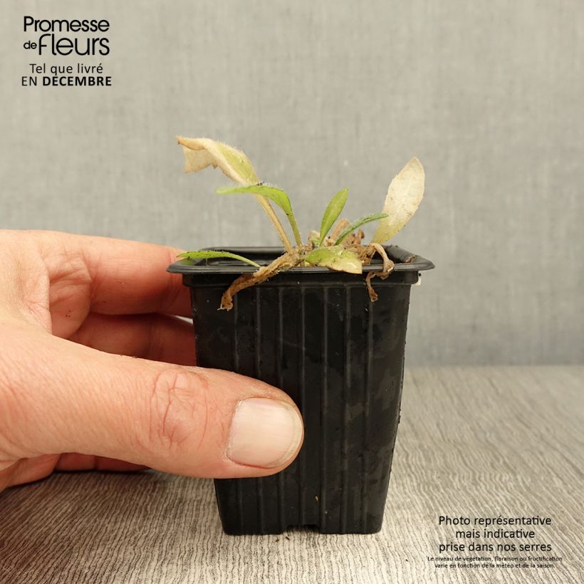 Esimerkki syksyllä toimitetusta Loistosädekukka Royale 7/8 cm taimiruukku-taimesta