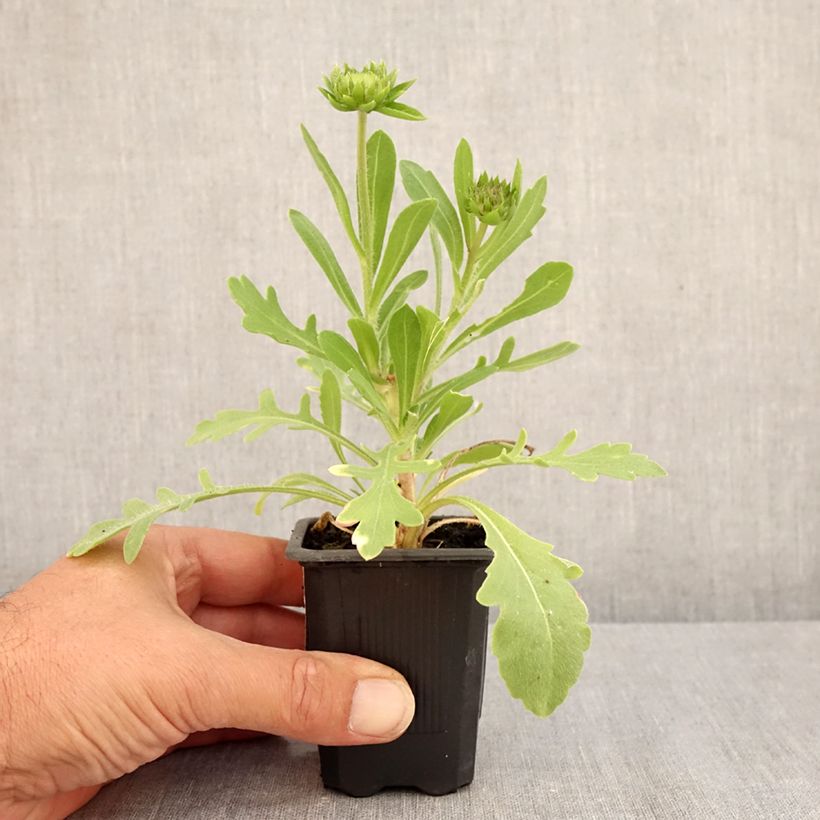 Esimerkki kesällä toimitetusta Syyssädekukka Lutin Godet de 7/8 cm-taimesta
