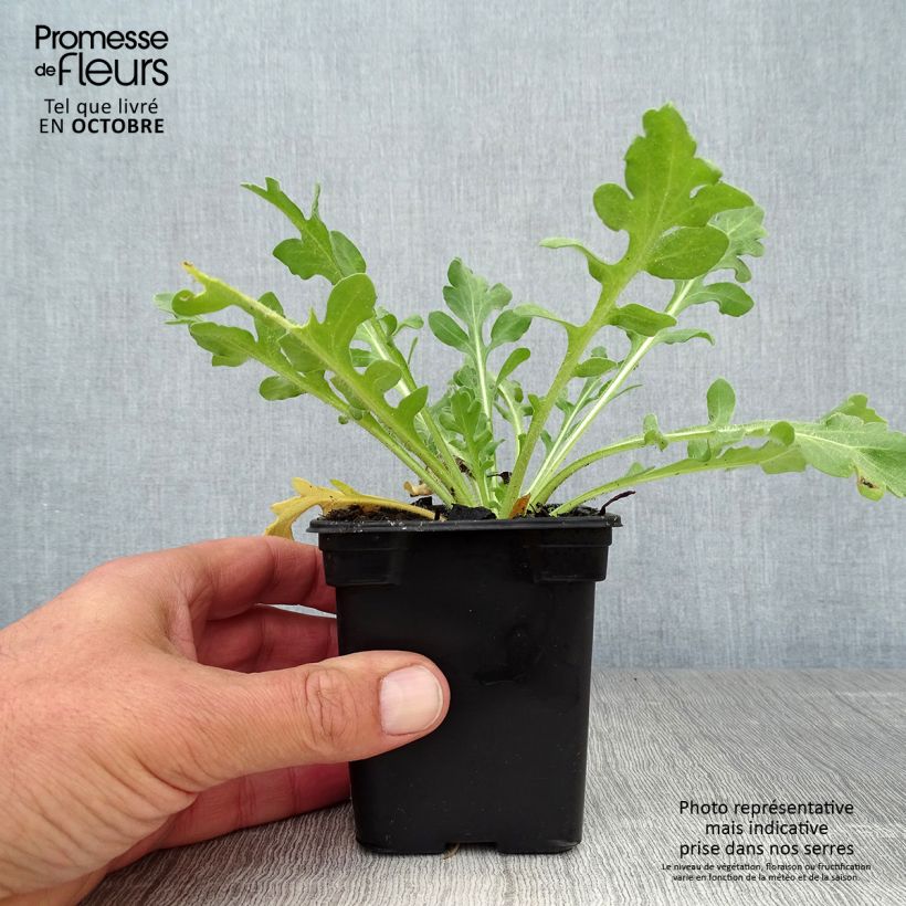 Esimerkki syksyllä toimitetusta Syyssädekukka Maxima Aurea 7/8 cm taimiruukku-taimesta