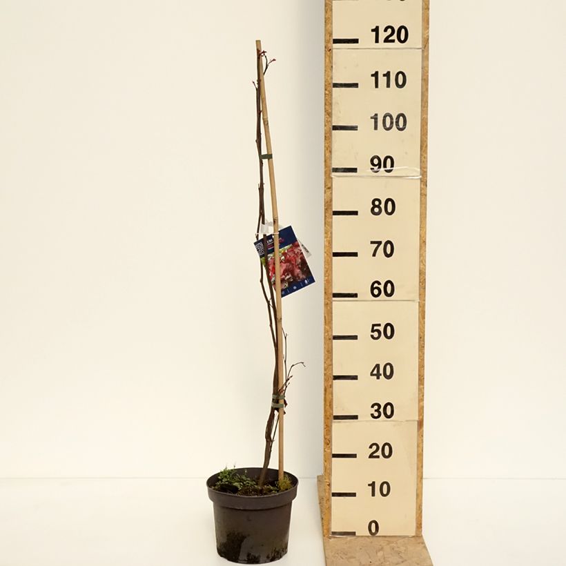 Esimerkki keväällä toimitetusta Cercis canadensis Red Force - Gainier du Canada  Pot de 7,5L/10L-taimesta
