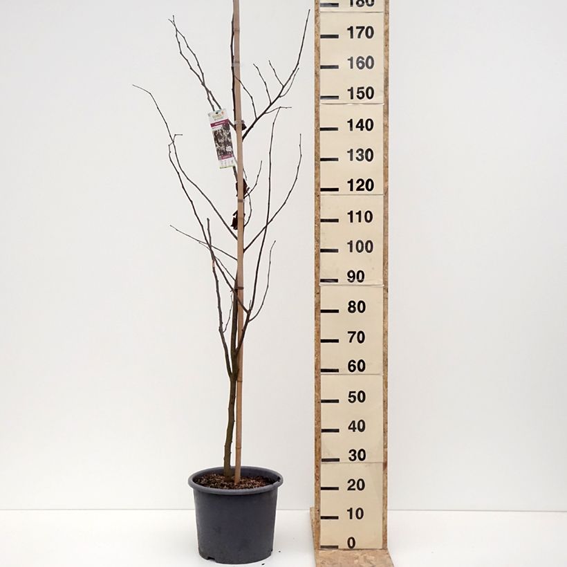 Esimerkki talvella toimitetusta Gainier du Canada - Cercis canadensis Royal White Pot de 12L/15L-taimesta