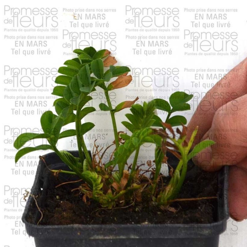 Esimerkki toimitetusta Rehuvuohenherne Lady Wilson Godet de 8/9 cm-taimesta