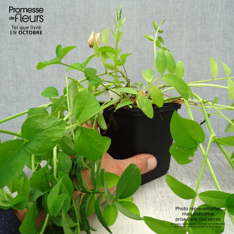 Esimerkki syksyllä toimitetusta Rohtovuohenherne - Galega officinalis 8/9 cm taimiruukku-taimesta