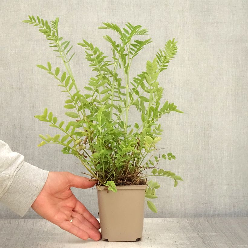 Esimerkki kesällä toimitetusta Rohtovuohenherne - Galega officinalis Taimiruukku 8/9 cm-taimesta