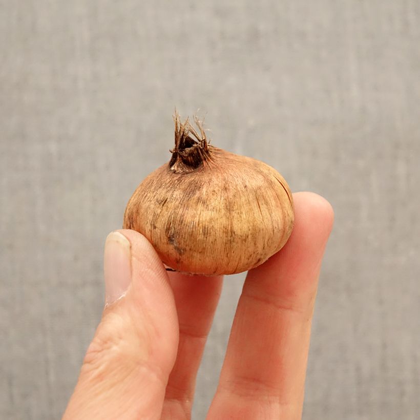 Esimerkki keväällä toimitetusta Miekkalilja Tricolore Bulbe size 12/14-taimesta
