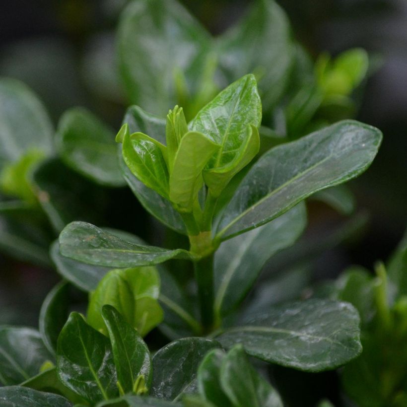 Keikarinkukka Kleim's Hardy (Foliage)