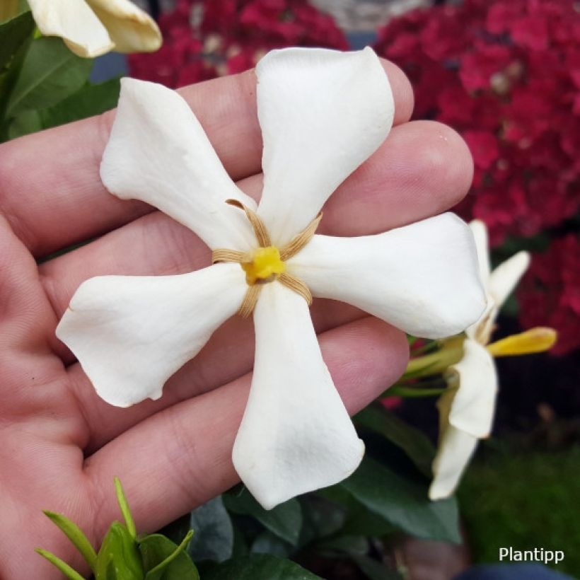 Keikarinkukka Pinwheel (Kukinta)