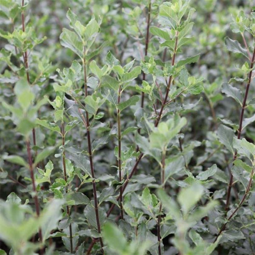 Garrya elliptica (Lehvistö)