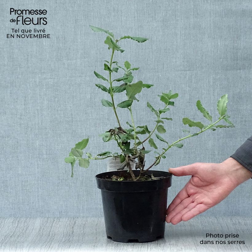 Esimerkki syksyllä toimitetusta Garrya elliptica Pot de 2L/3L-taimesta