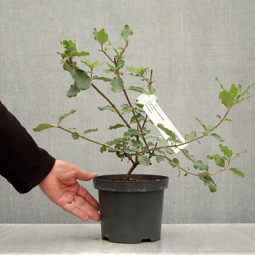 Esimerkki syksyllä toimitetusta Garrya elliptica James Roof 2 litran/3 litran ruukku-taimesta