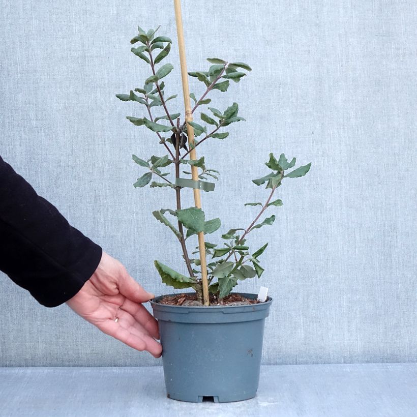 Esimerkki talvella toimitetusta Garrya elliptica James Roof Pot de 2L/3L-taimesta