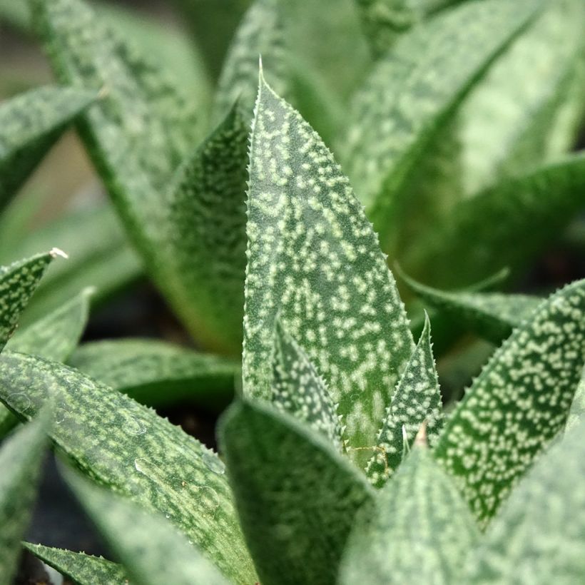×Gasteraloe D. Delta (Lehvistö)
