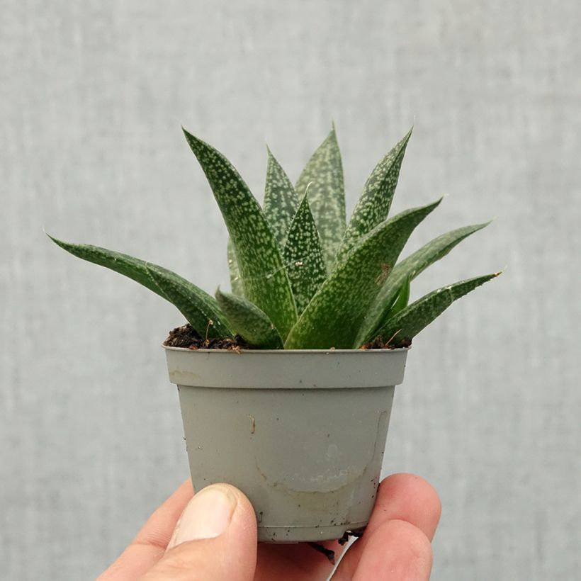 Esimerkki keväällä toimitetusta ×Gasteraloe D. Delta Minikasvi-taimesta