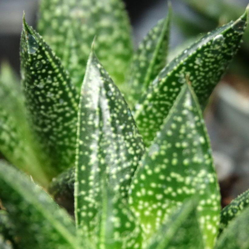 Gasteria D. Due (Lehvistö)