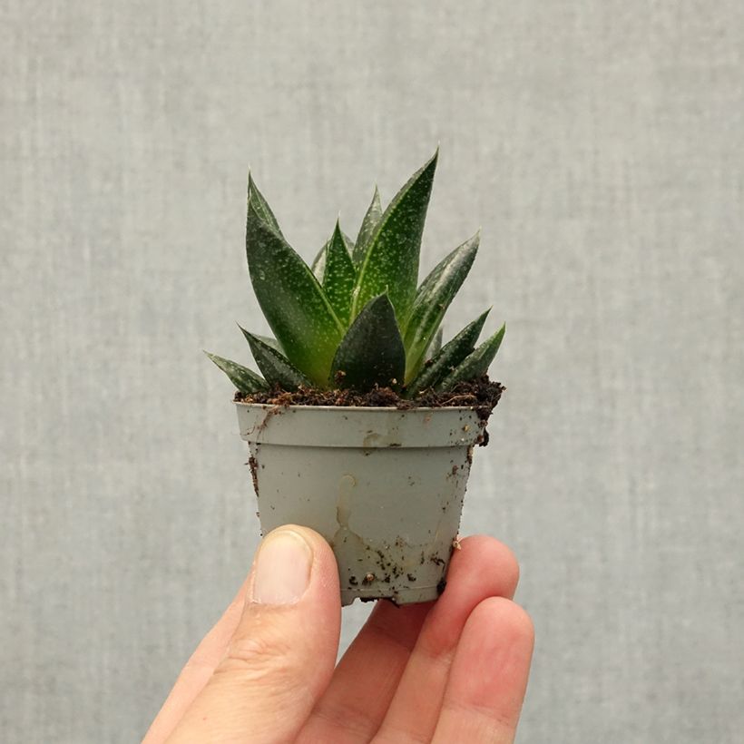 Esimerkki keväällä toimitetusta Gasteria D. Due Minikasvi-taimesta
