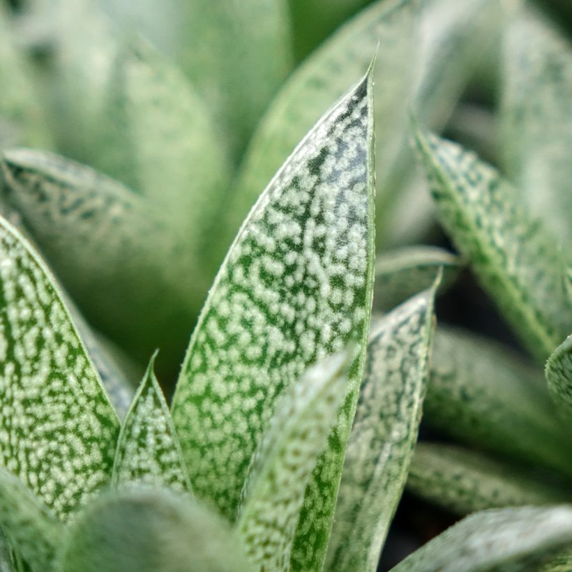 Gasteria D. Nella (Lehvistö)