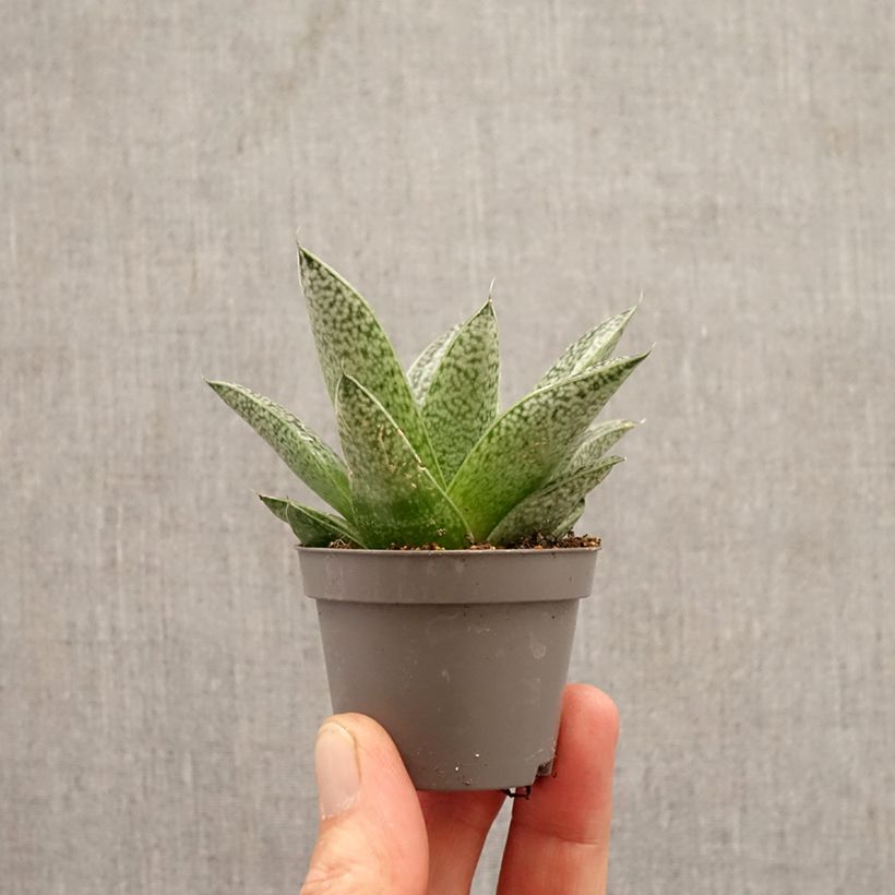 Esimerkki keväällä toimitetusta Gasteria D. Nella Minikasvi-taimesta