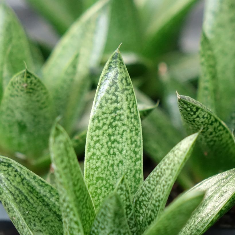 Gasteria D. Tiga (Lehvistö)