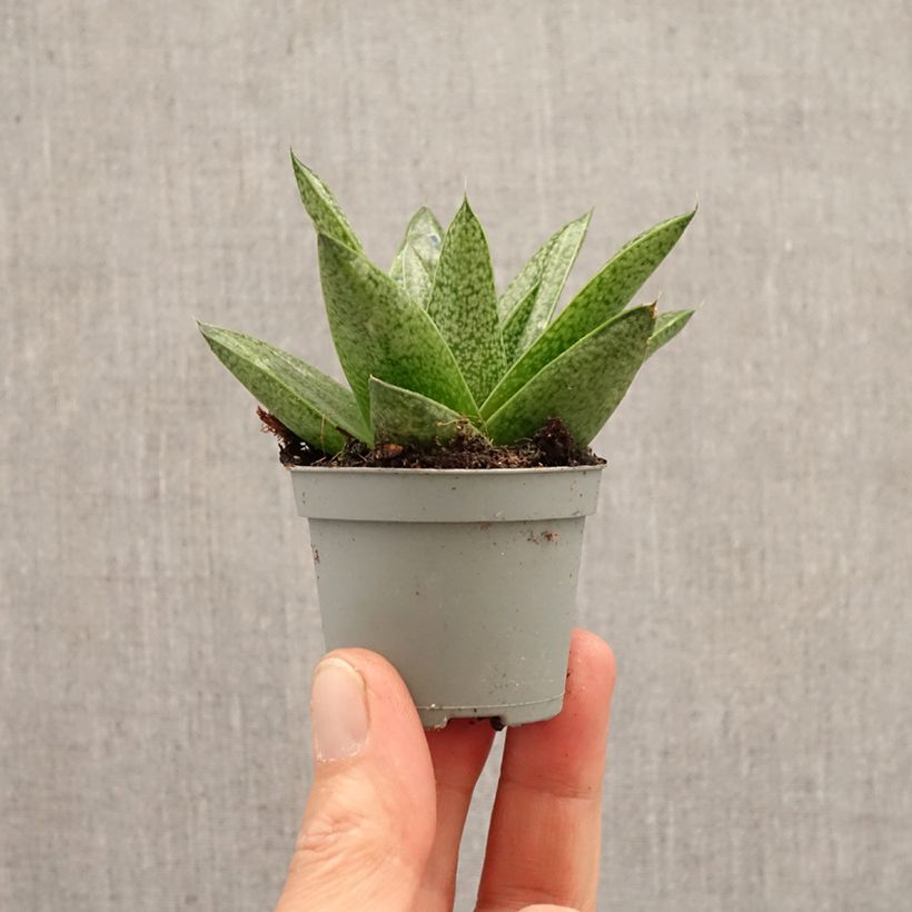 Esimerkki keväällä toimitetusta Gasteria D. Tiga Minikasvi-taimesta