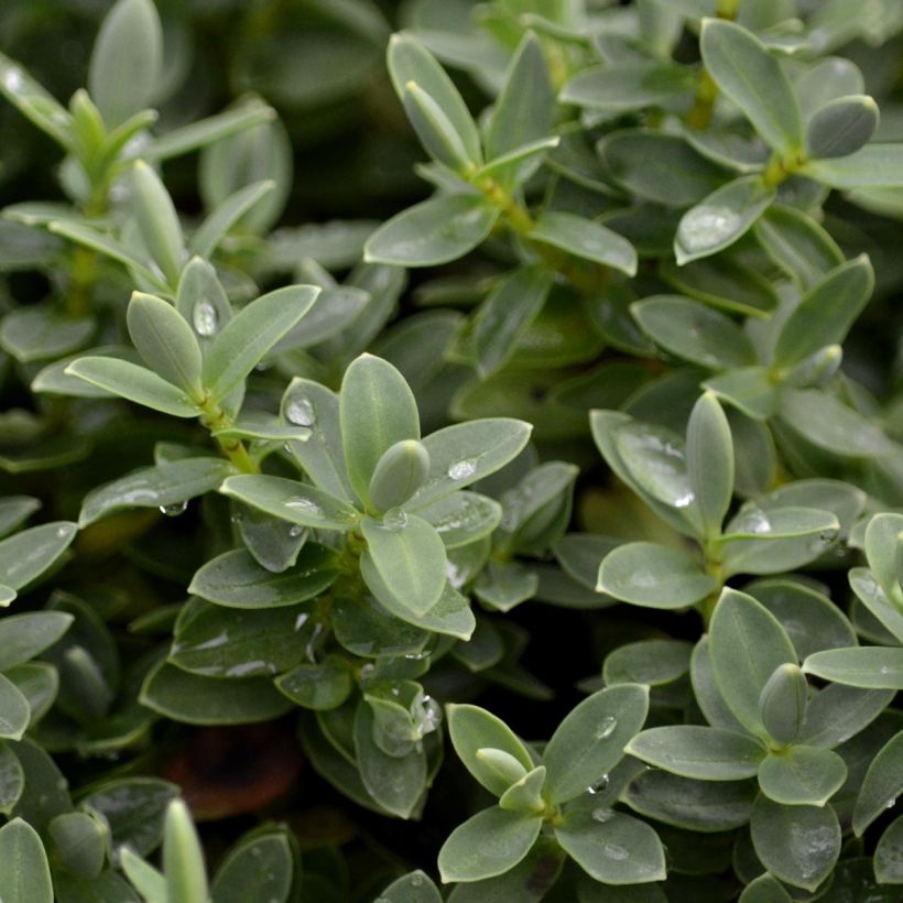 Lamosalali - Gaultheria procumbens (Lehvistö)