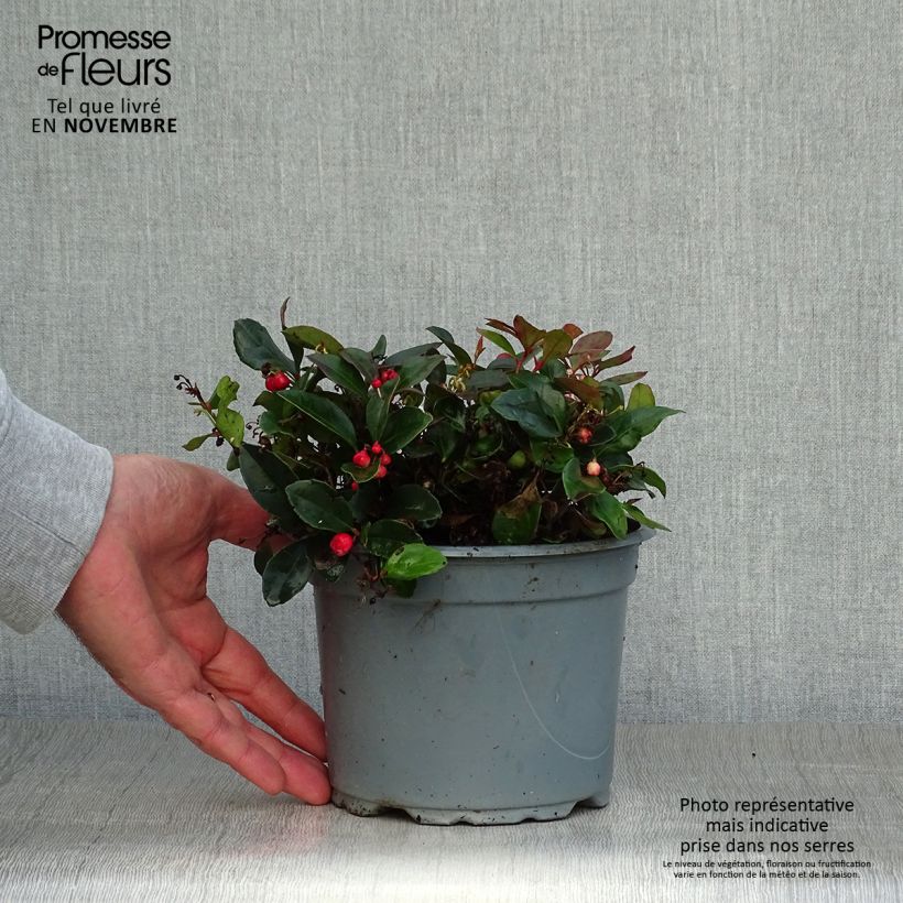 Esimerkki syksyllä toimitetusta Lamosalali - Gaultheria procumbens 2 litran/3 litran ruukku-taimesta
