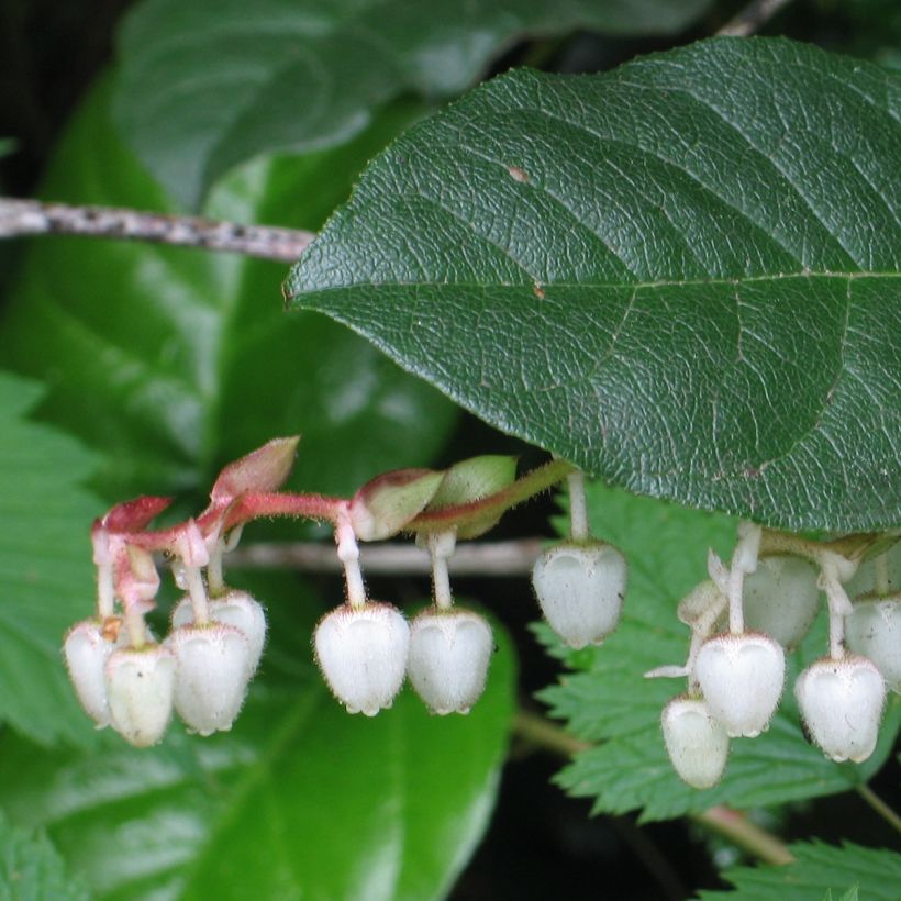 Isosalali - Gaultheria shallon (Lehvistö)
