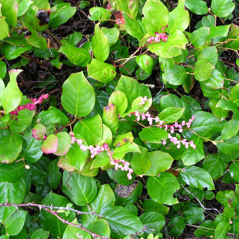 Isosalali - Gaultheria shallon (Kasvutapa)