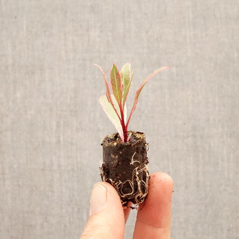 Esimerkki keväällä toimitetusta Sirokesäkynttilä Viva Nova Minipaakku Ø 3/4 cm-taimesta