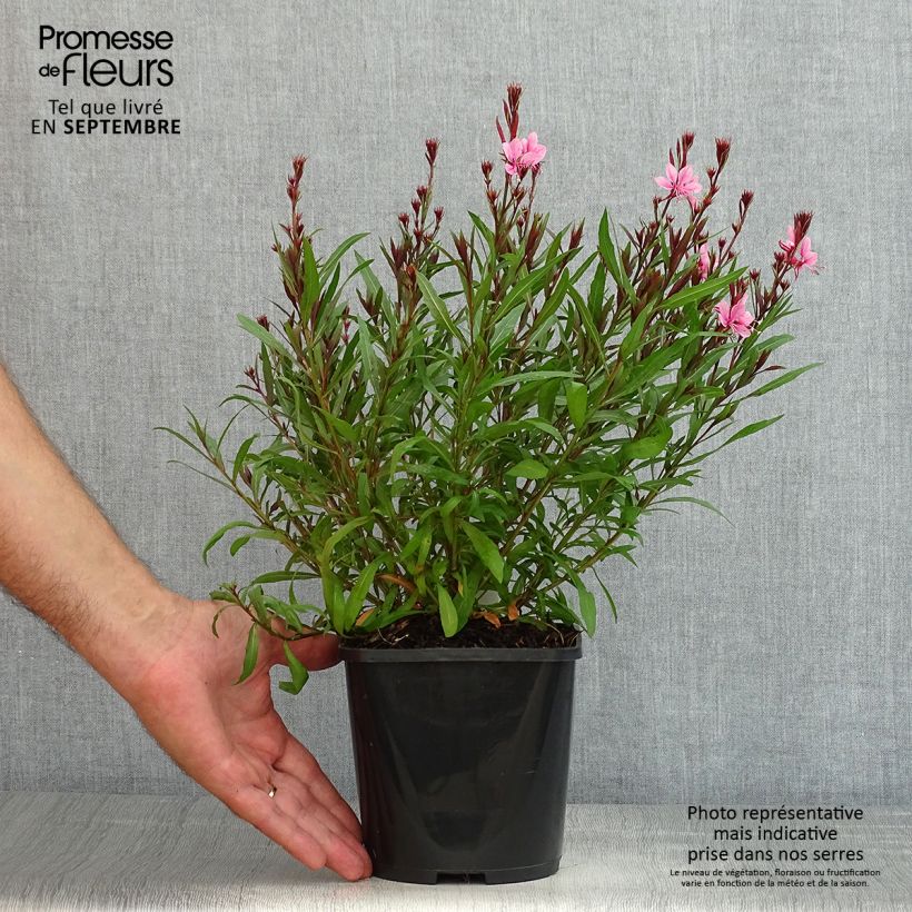 Esimerkki kesällä toimitetusta Sirokesäkynttilä Baby Butterfly Dark Pink Pot de 2L/3L-taimesta