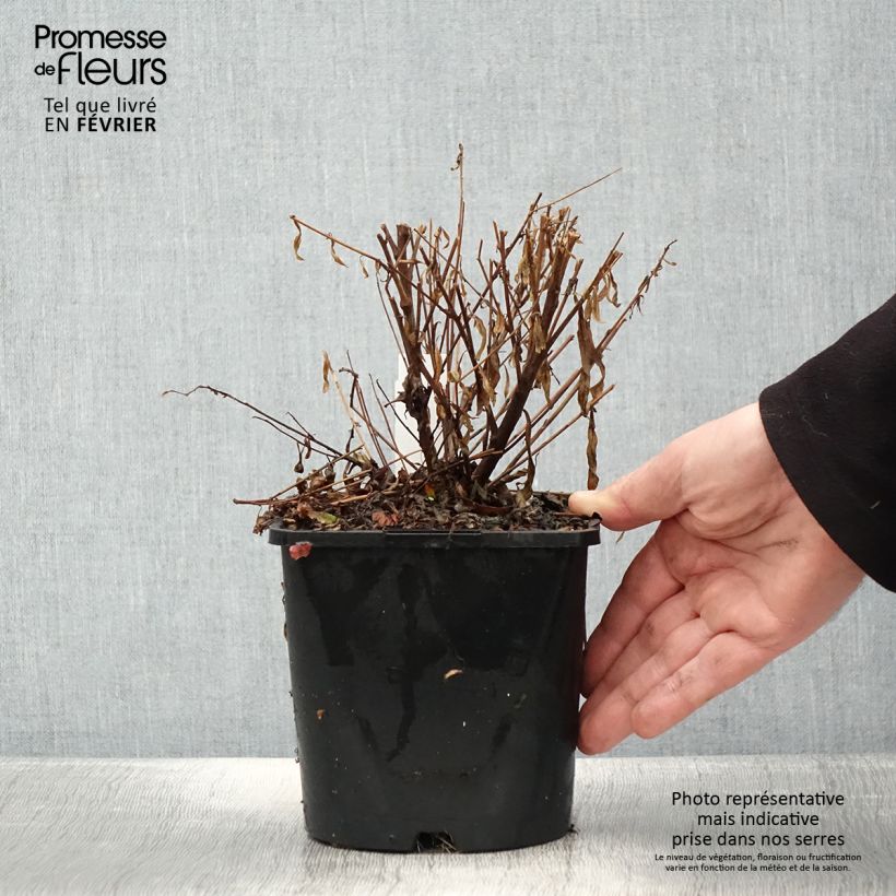 Esimerkki talvella toimitetusta Gaura lindheimeri Baby Butterfly Dark Pink - Gaura de Lindheimer nain Pot de 2L/3L-taimesta