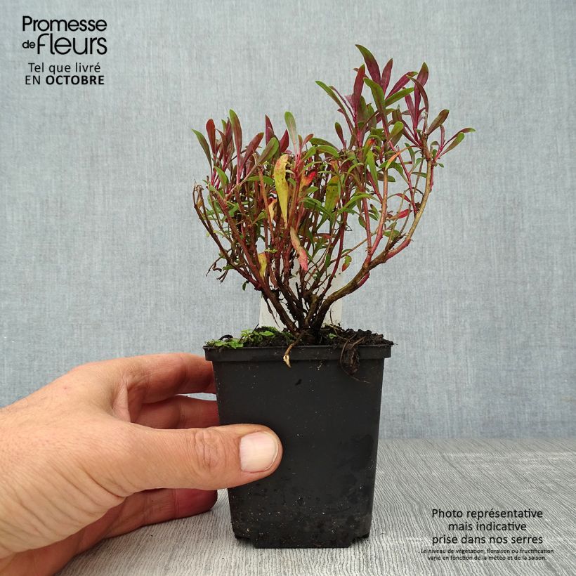 Esimerkki syksyllä toimitetusta Gaura lindheimeri Blaze - Gaura de Lindheimer Godet de 8/9 cm-taimesta