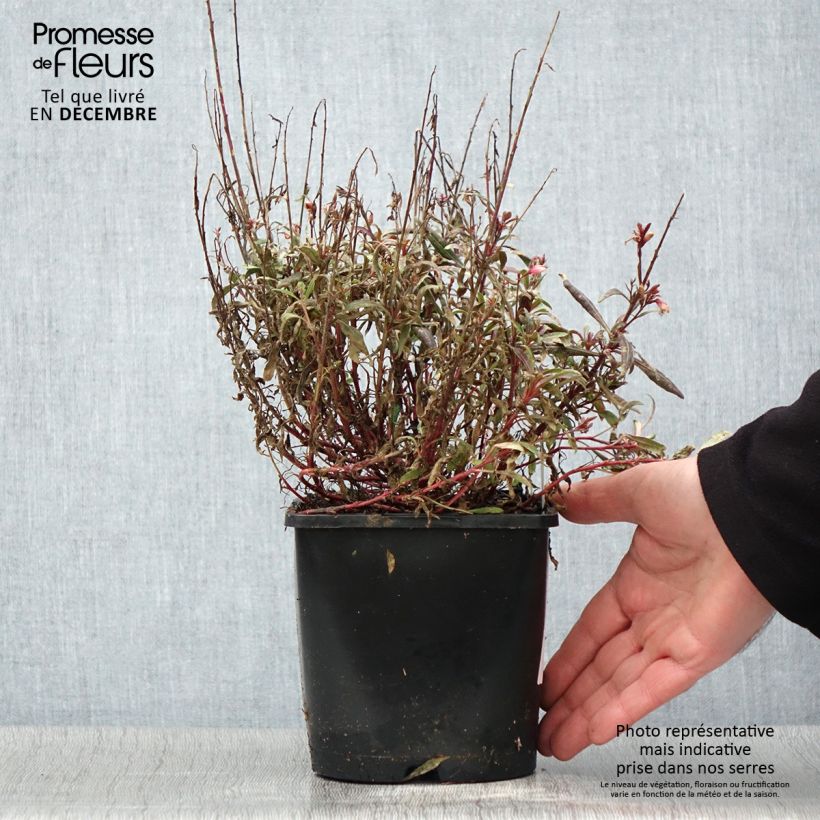 Esimerkki syksyllä toimitetusta Gaura lindheimeri Blaze - Gaura de Lindheimer Pot de 2L/3L-taimesta