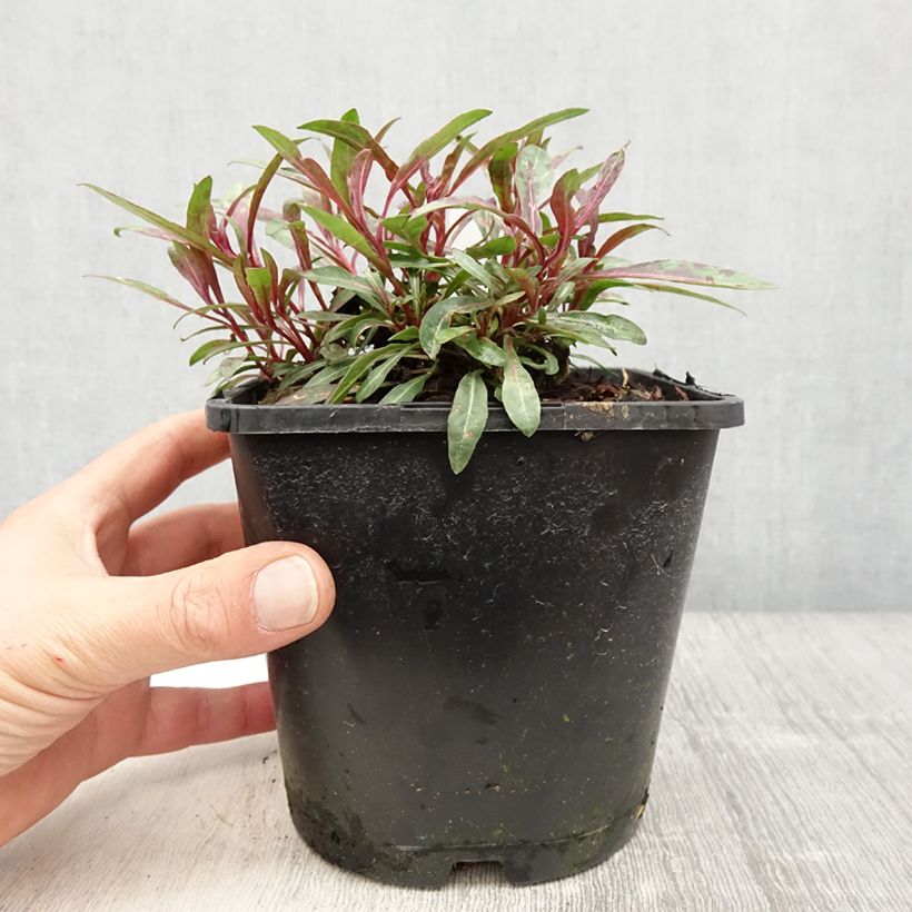 Esimerkki keväällä toimitetusta Sirokesäkynttilä Blaze Pot de 2L/3L-taimesta