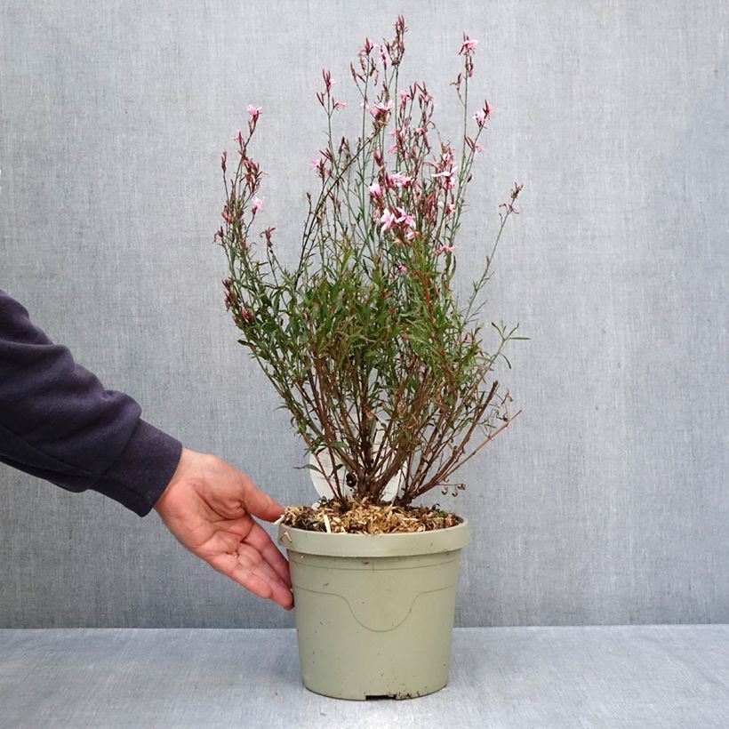 Esimerkki syksyllä toimitetusta Sirokesäkynttilä Passionate Blush Pot de 3L/4L-taimesta