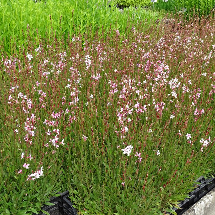 Sirokesäkynttilä Siskiyou pink (Kasvutapa)