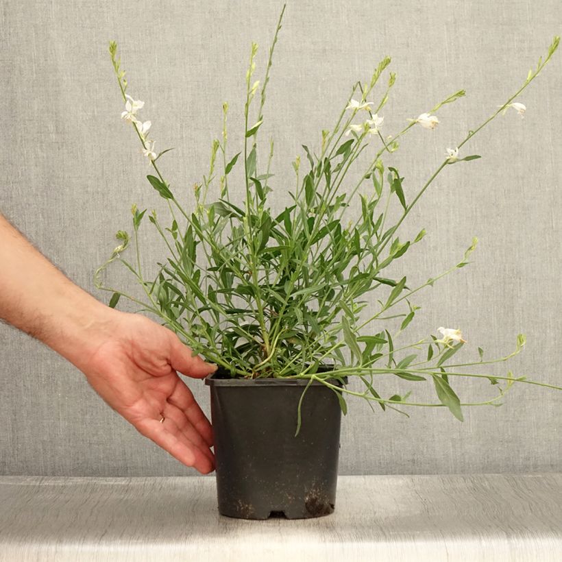 Esimerkki kesällä toimitetusta Sirokesäkynttilä Snowbird Pot de 2L/3L-taimesta
