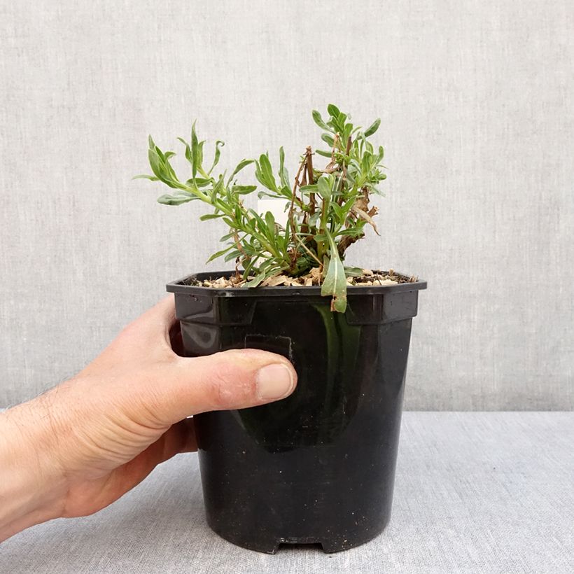 Esimerkki keväällä toimitetusta Gaura lindheimeri Snowbird Pot de 2L/3L-taimesta