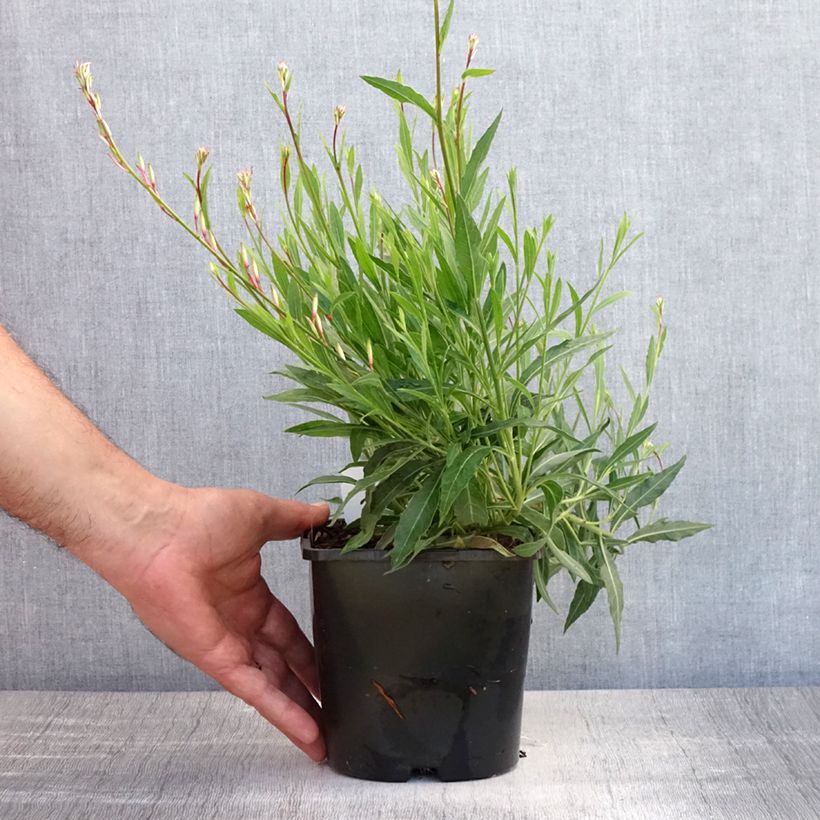 Esimerkki kesällä toimitetusta Sirokesäkynttilä Whirling Butterflies Pot de 2L/3L-taimesta
