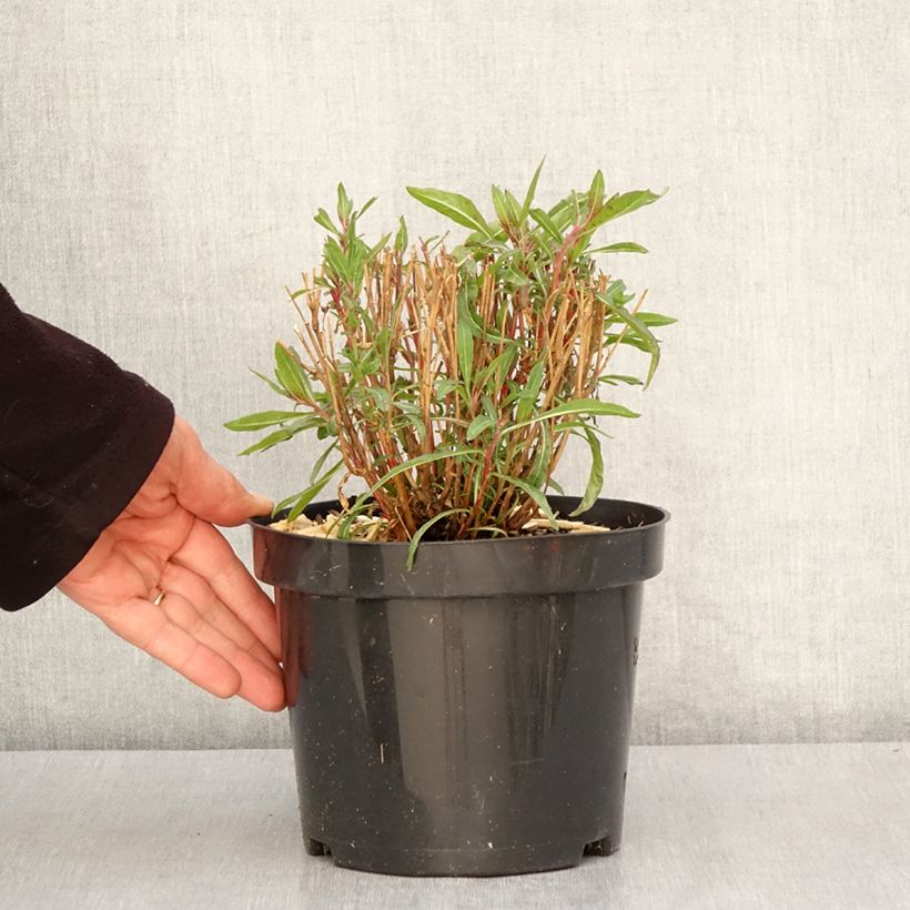 Esimerkki keväällä toimitetusta Gaura lindheimeri Whirling Butterflies Pot de 2L/3L-taimesta