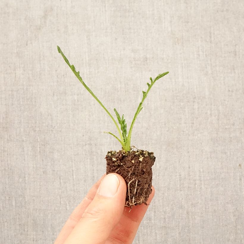 Esimerkki keväällä toimitetusta Timanttikukka Big Kiss Yellow Flame keltainen Jardimotte : motte 3,8 cm x 3,2 cm en plaque de culture par 16-taimesta