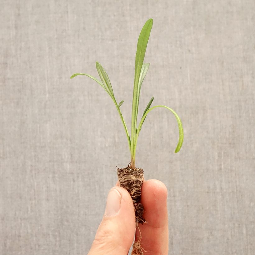 Esimerkki keväällä toimitetusta Timanttikukka Wonderwall mix Mini-motte Ø 1,5/2,5 cm-taimesta