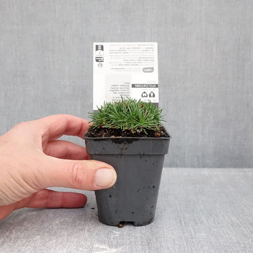 Esimerkki syksyllä toimitetusta Mätäslaukkaneilikka Bevan s Variety 8/9 cm taimiruukku-taimesta