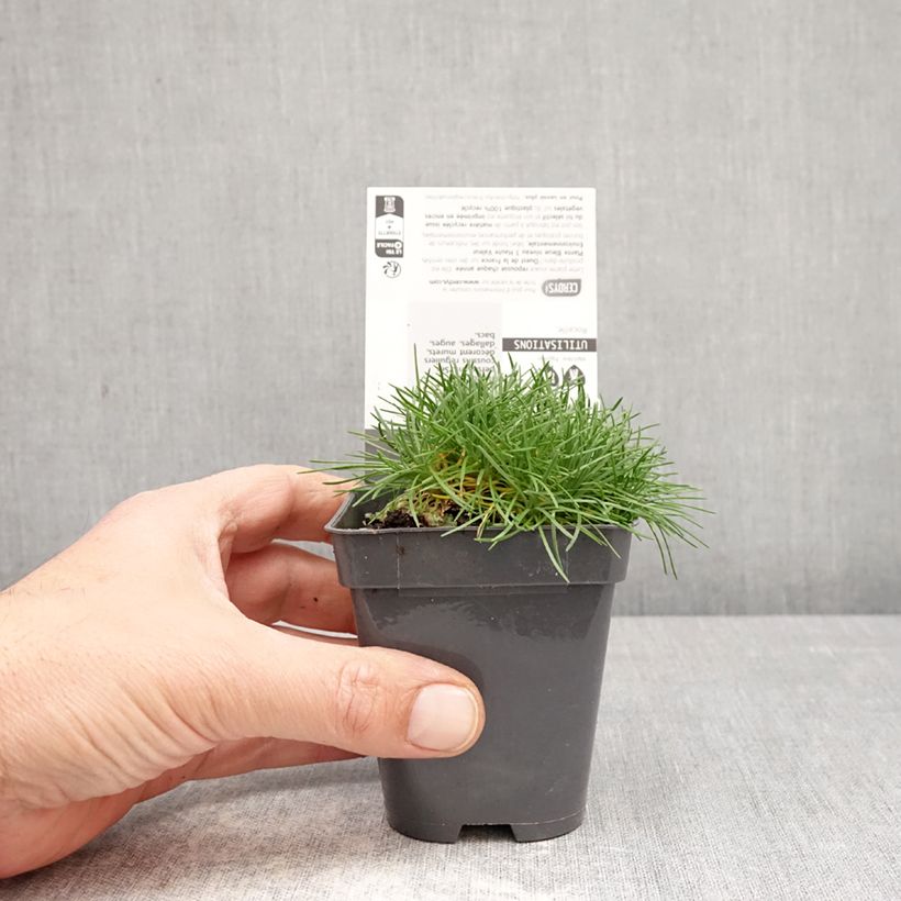 Esimerkki keväällä toimitetusta Mätäslaukkaneilikka Bevan s Variety Godet de 8/9 cm-taimesta