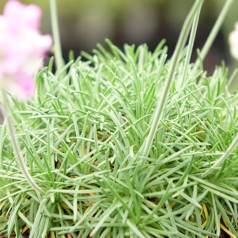 Mätäslaukkaneilikka Bevan s Variety (Lehvistö)