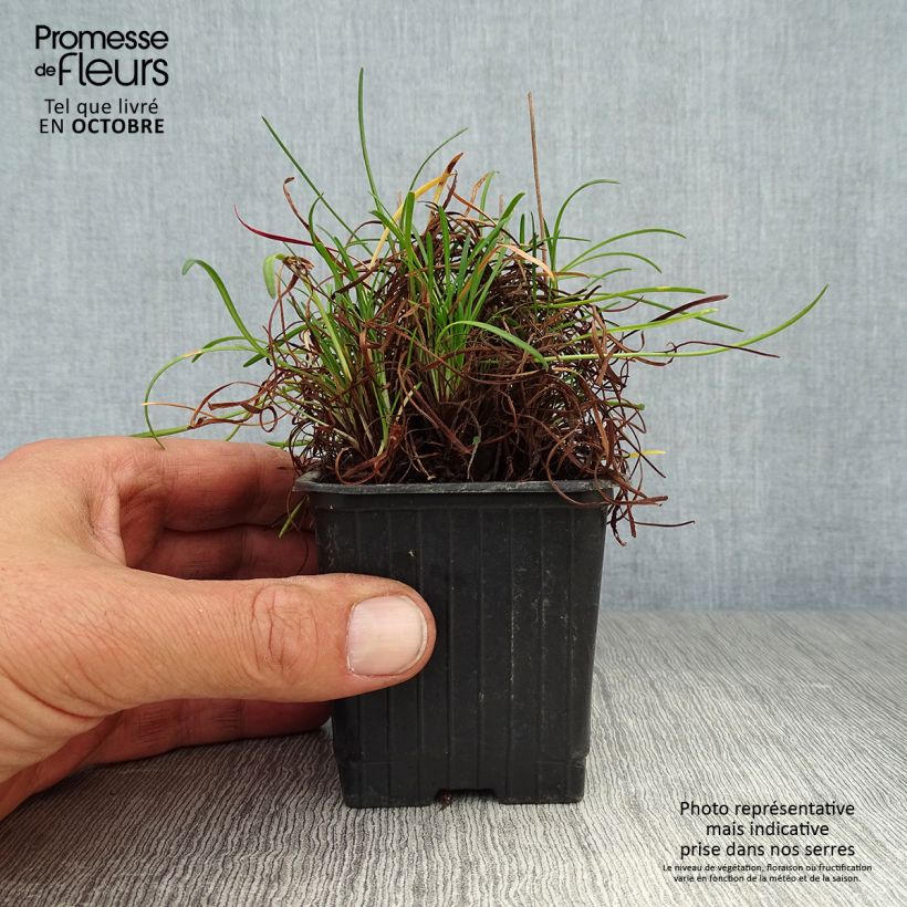 Esimerkki syksyllä toimitetusta Rusolaukkaneilikka splendens 8/9 cm taimiruukku-taimesta